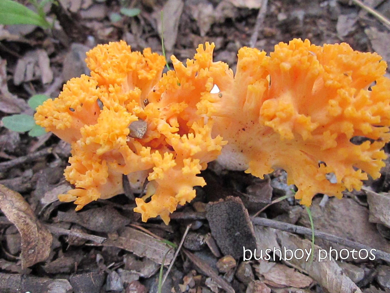 fungus_orange_home_march 2013