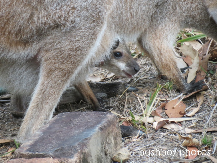 red necked wallaby and young3_home_nov 2012