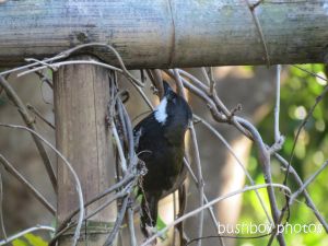 whipbird_looking under arbour01_named_july 2014