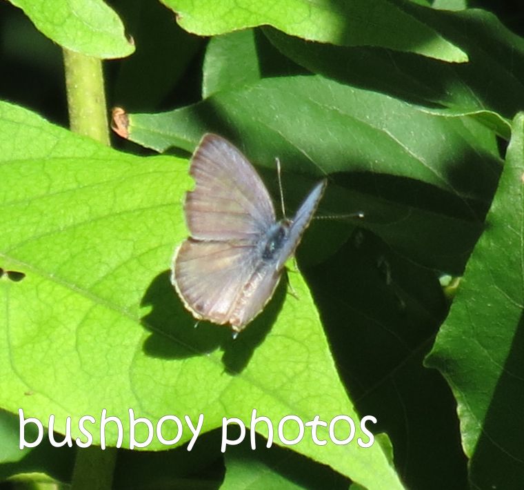 line blue butterfly_named_crop_binna burra_feb 2015