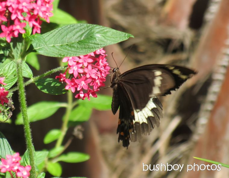 butterfly_name_home_march 2015