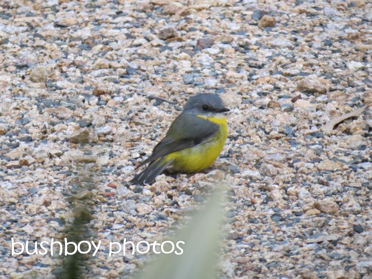 yellow robin_named_home_april 2015