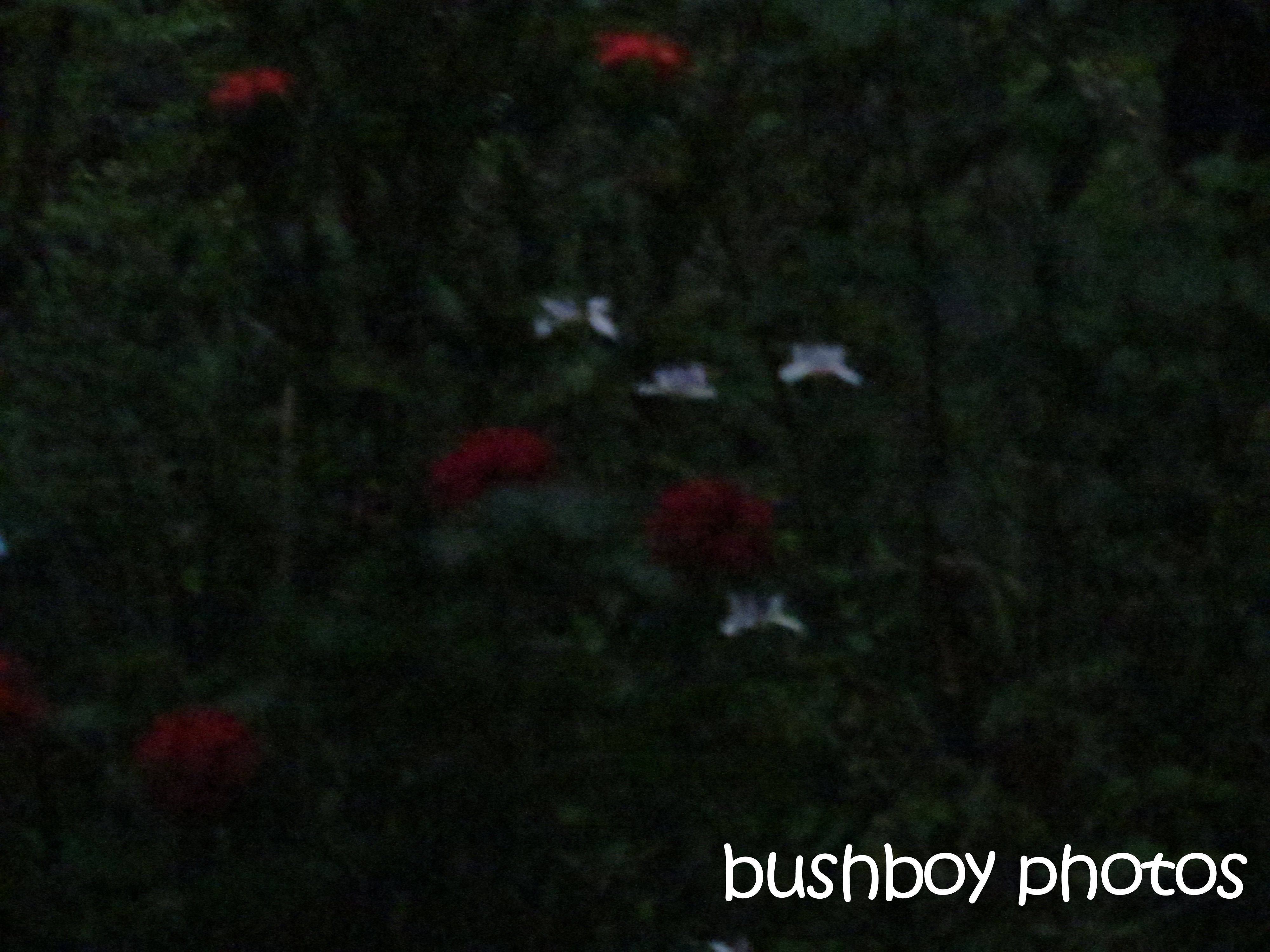 night garden_binna burra_named_nov 2015