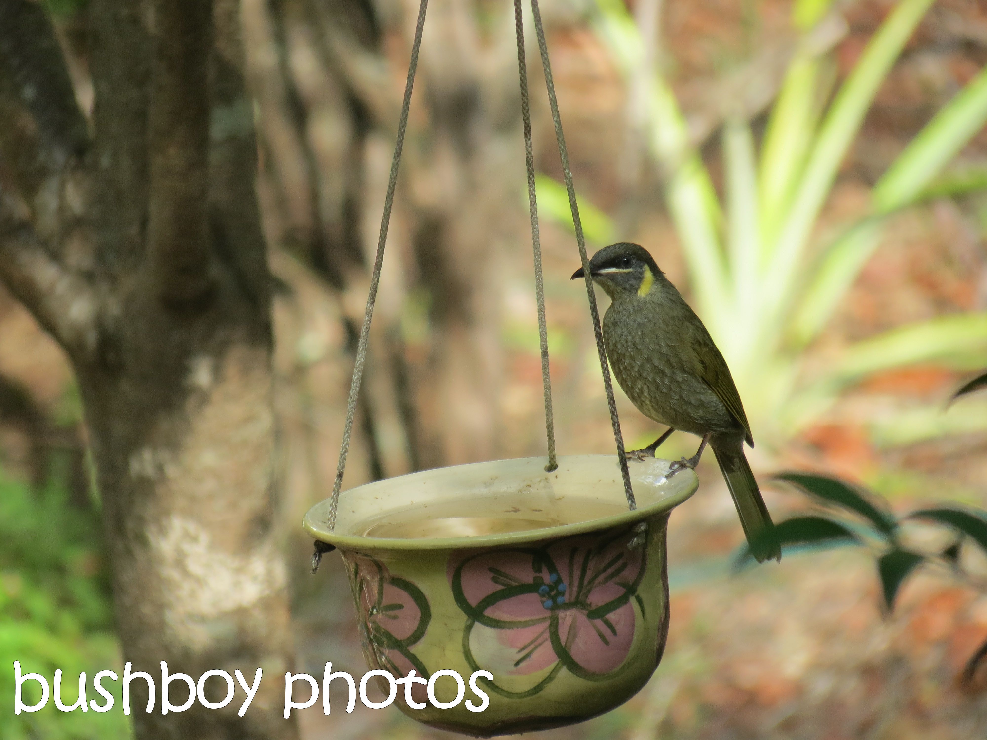 lewins honeyeater_named_home_march 2016