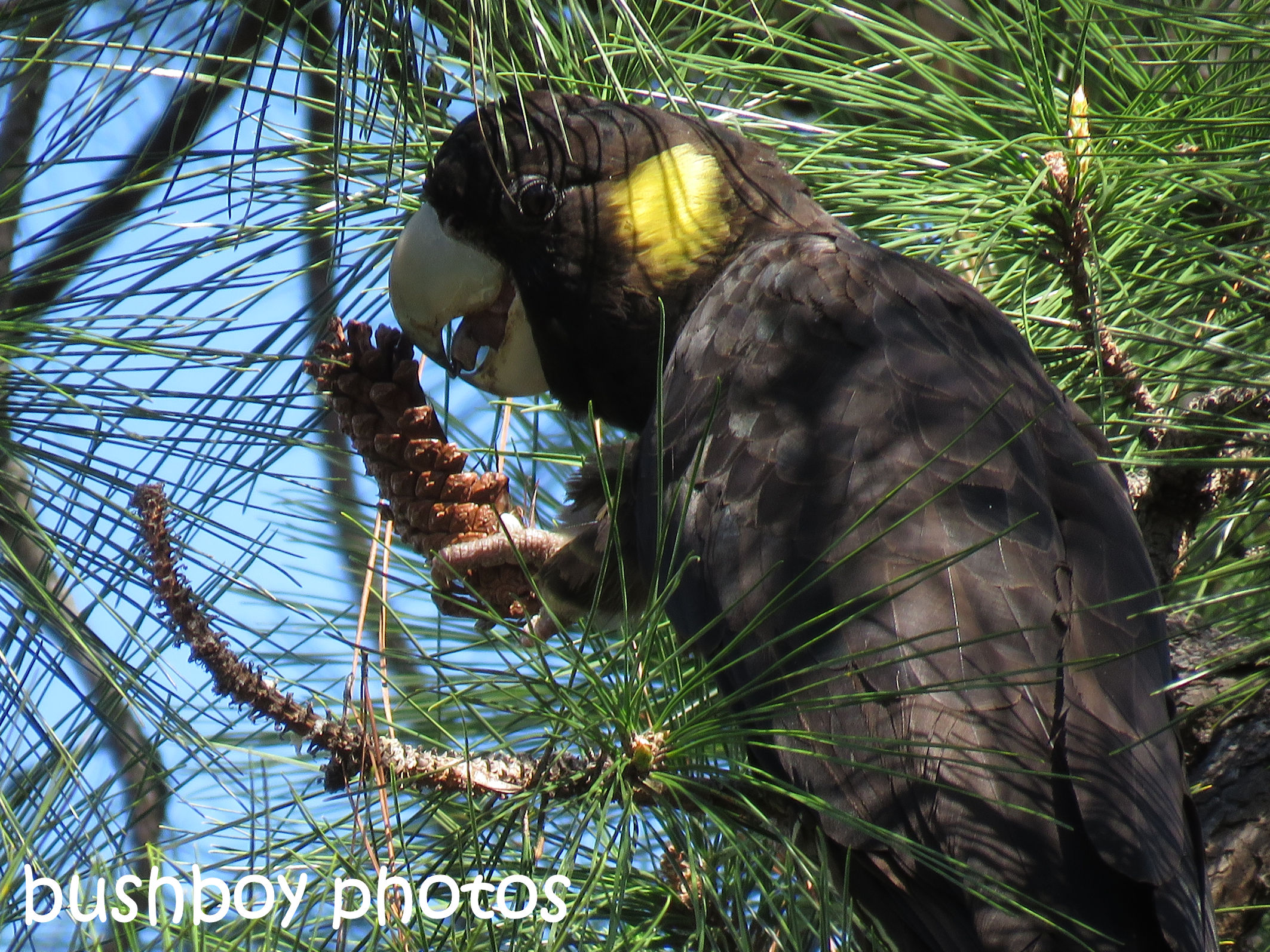 yellow-tailed-black-cockatoo02_named_home_sept-2016