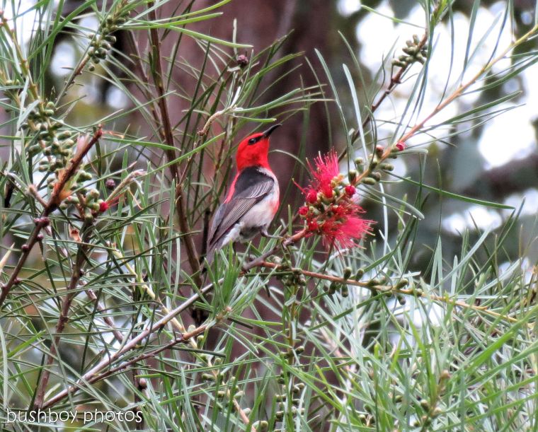 170823_blog challenge_small subjects_scarlet honeyeater 01