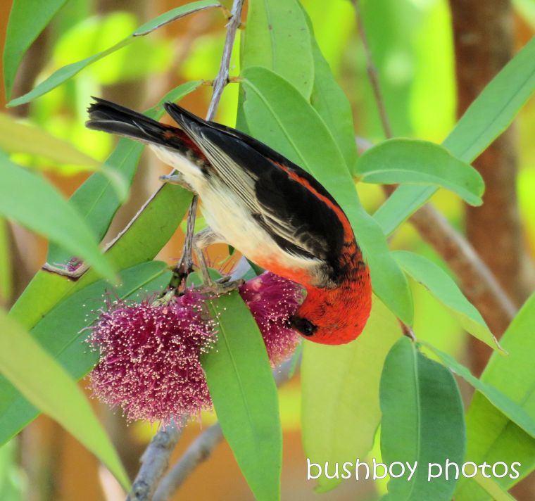 170823_blog challenge_small subjects_scarlet honeyeater 08