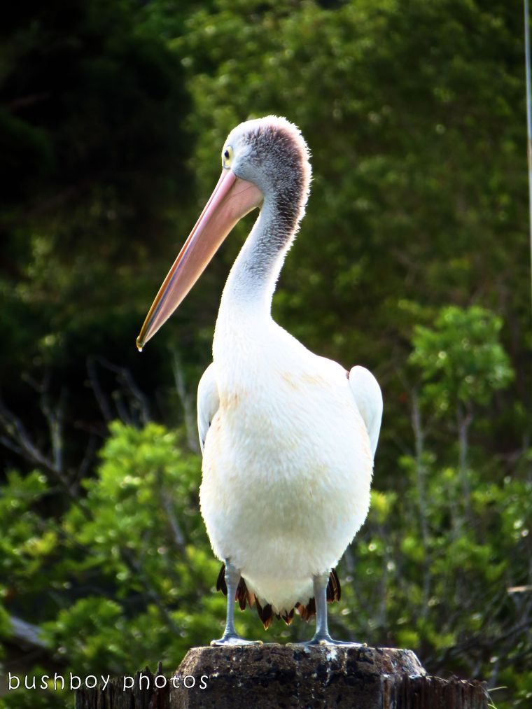 171228_blog challenge_white_pelican standing