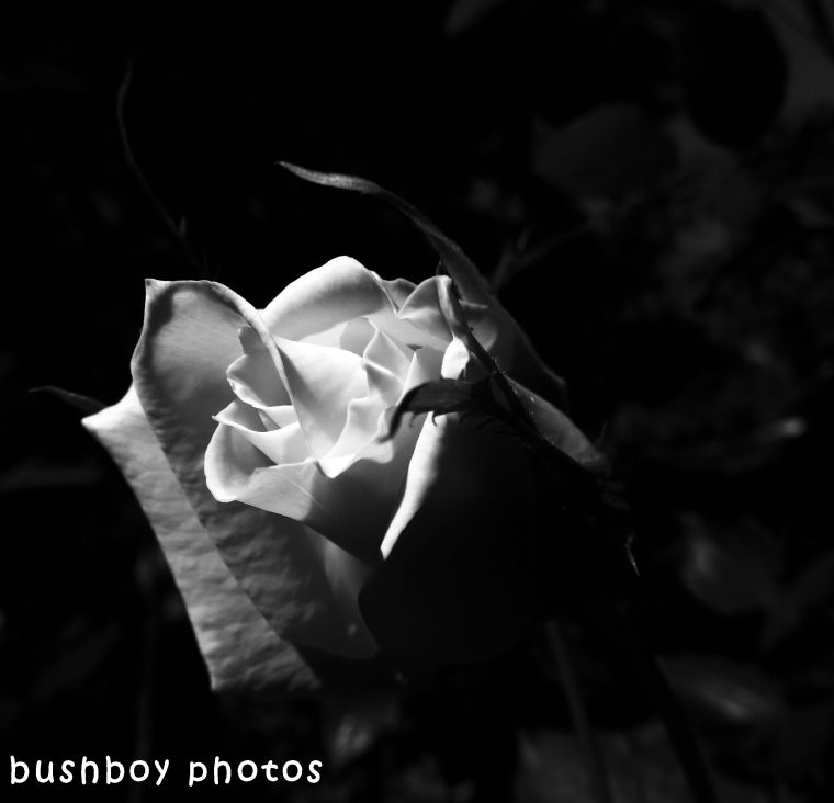 180530_blackand white_flowers_rose