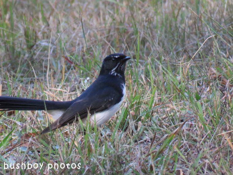 willie wagtail_named_home_may 2018