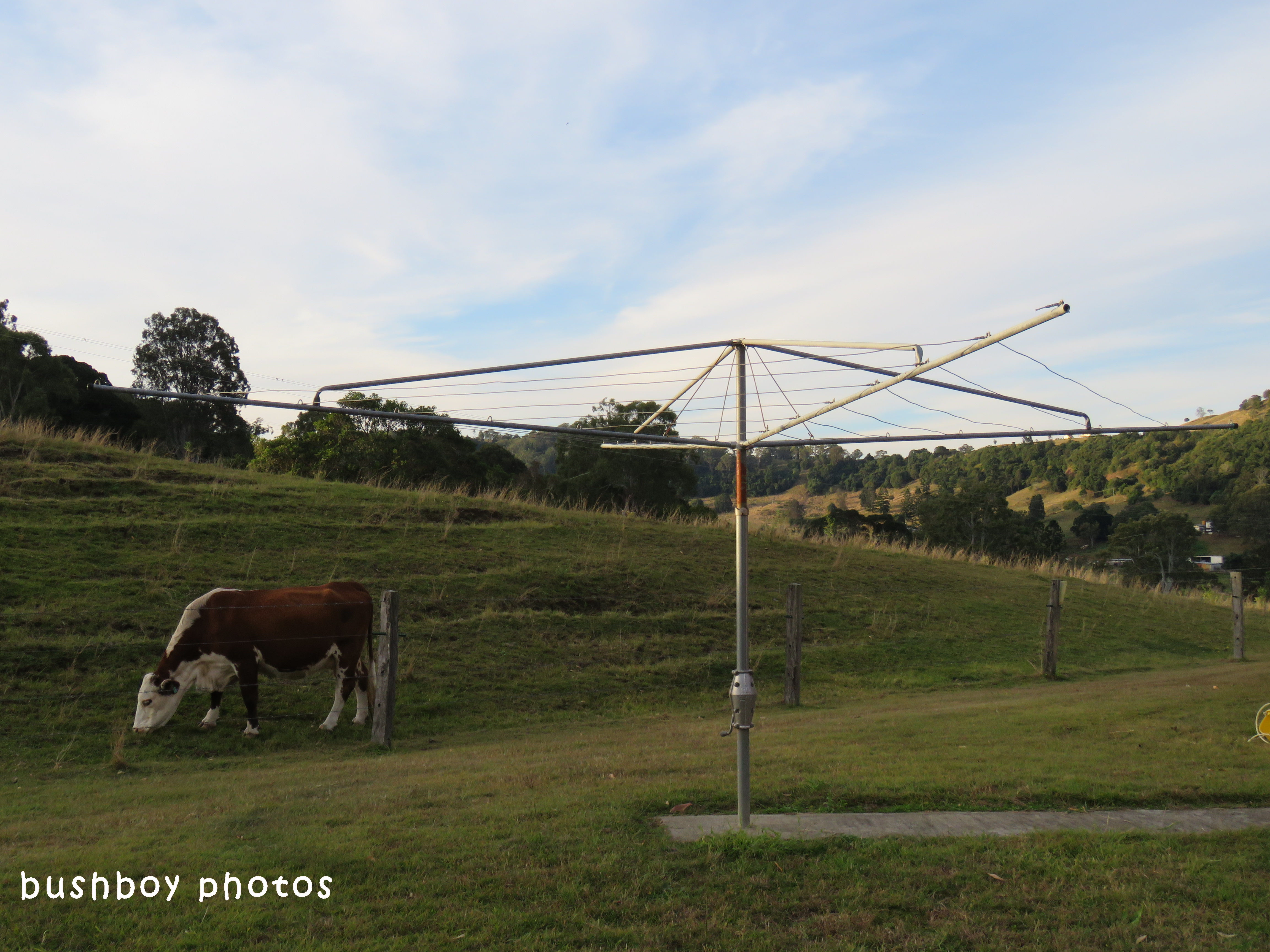 cow_clothes line_named_caniaba_june 2018