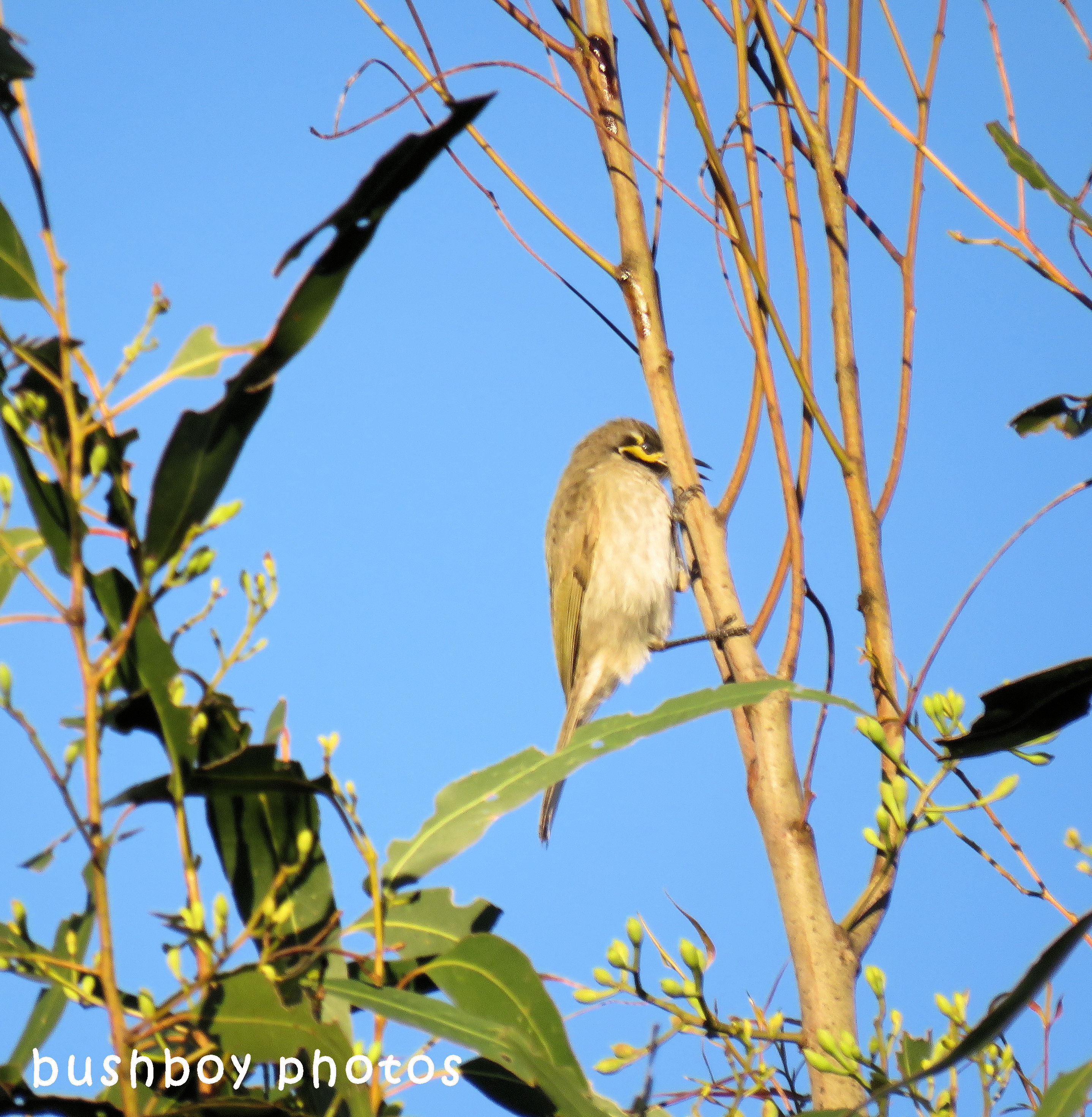 yellow faced honeyeater_named_caniaba_june 2018