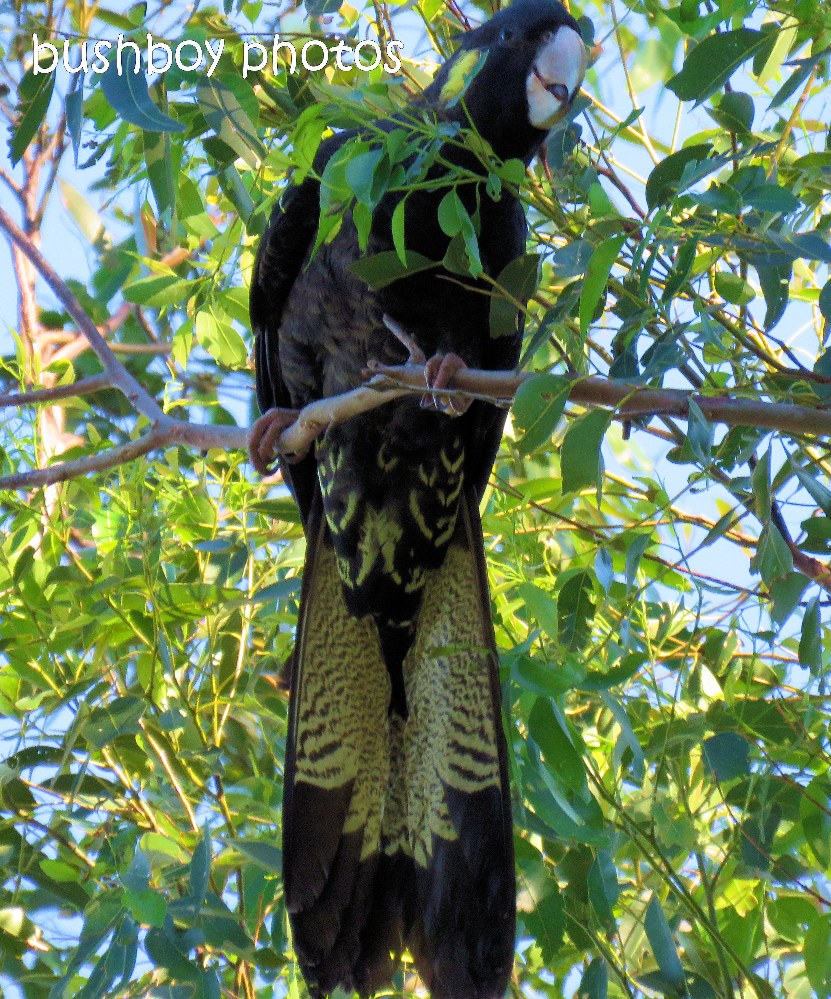 180812_patterns_yellow tailed black cockatoo