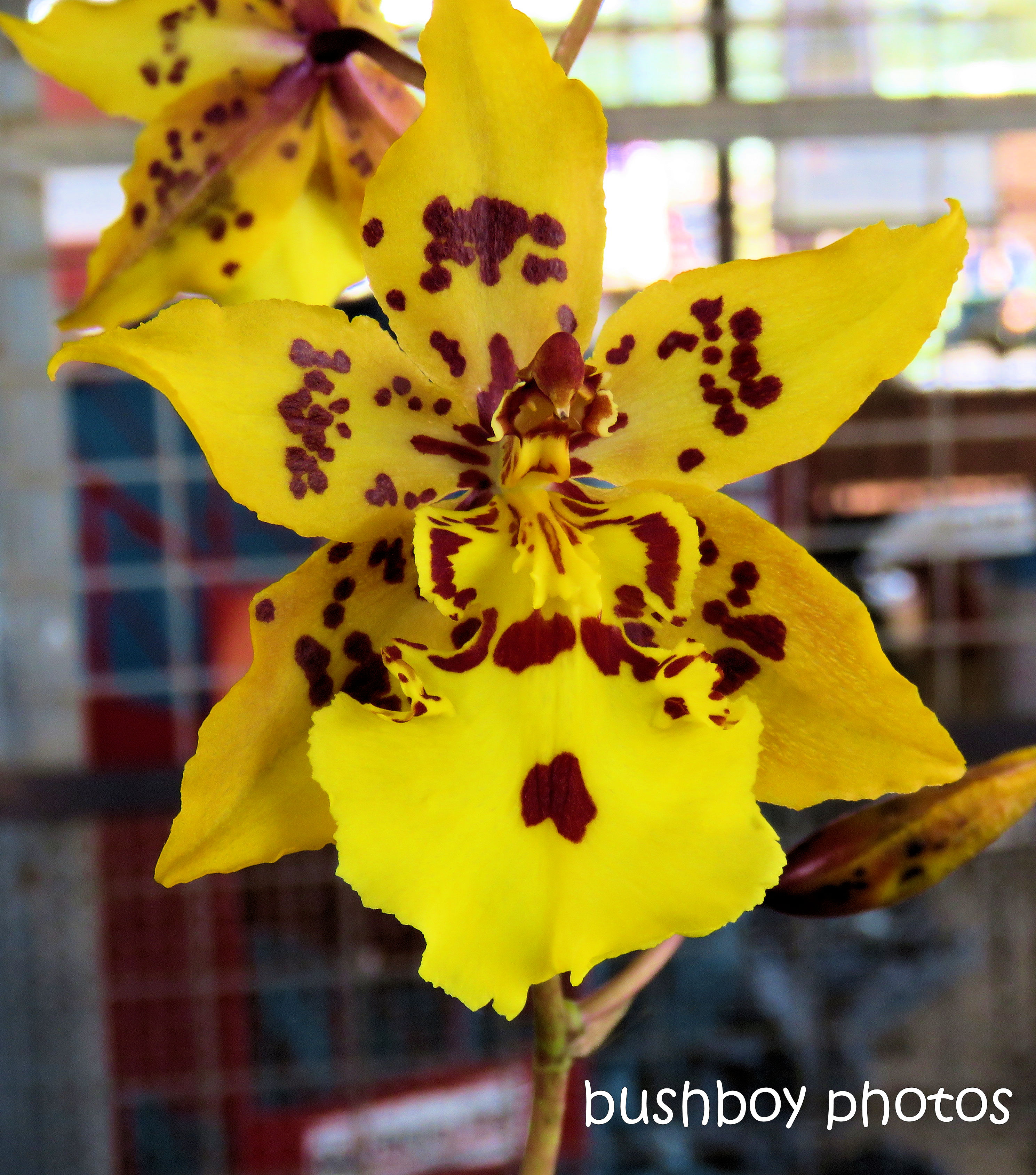 flowers_orchid_named_lismore_march 2019