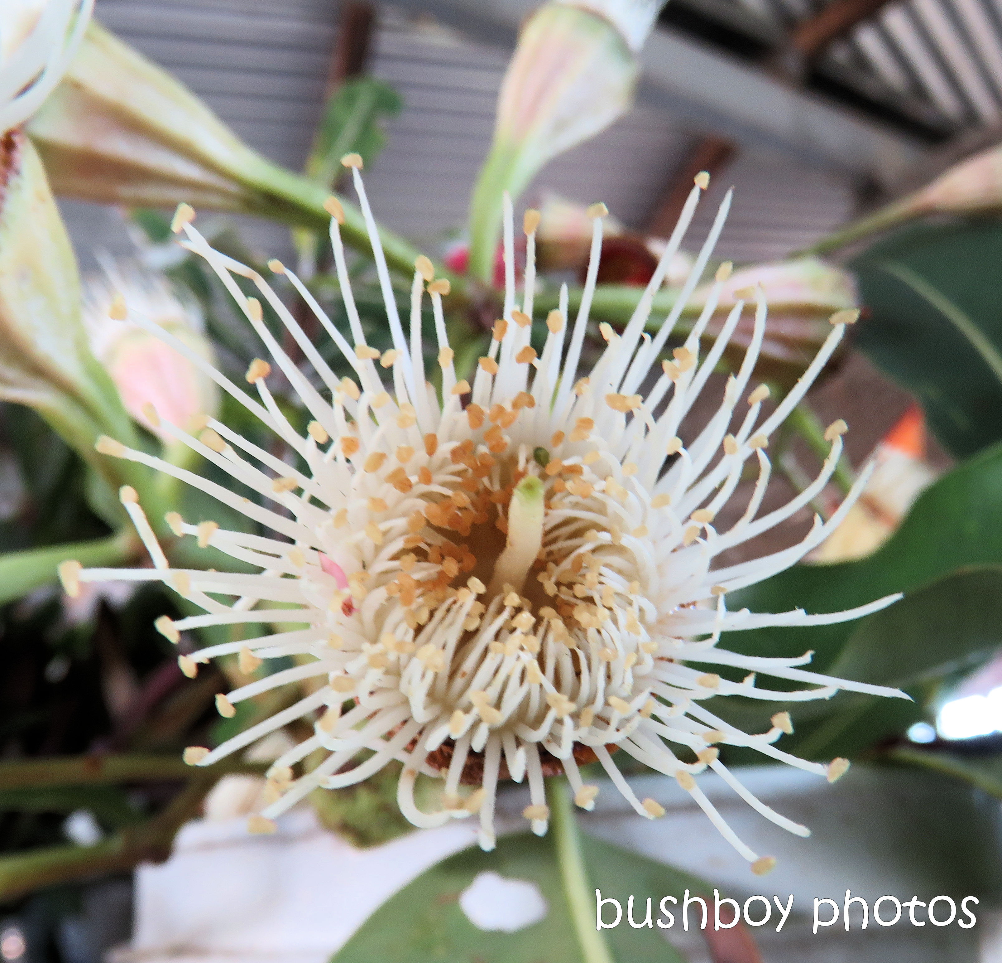 flowers_white_named_lismore_march 2019