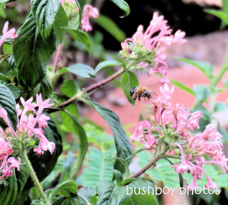 blue_banded_bee_flower_pentas_pink_pollinate_named_caniaba_april 2019