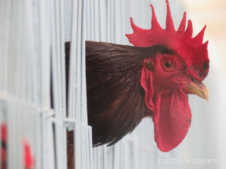 poultry_show_rooster_looking_named_lismore_april 2019
