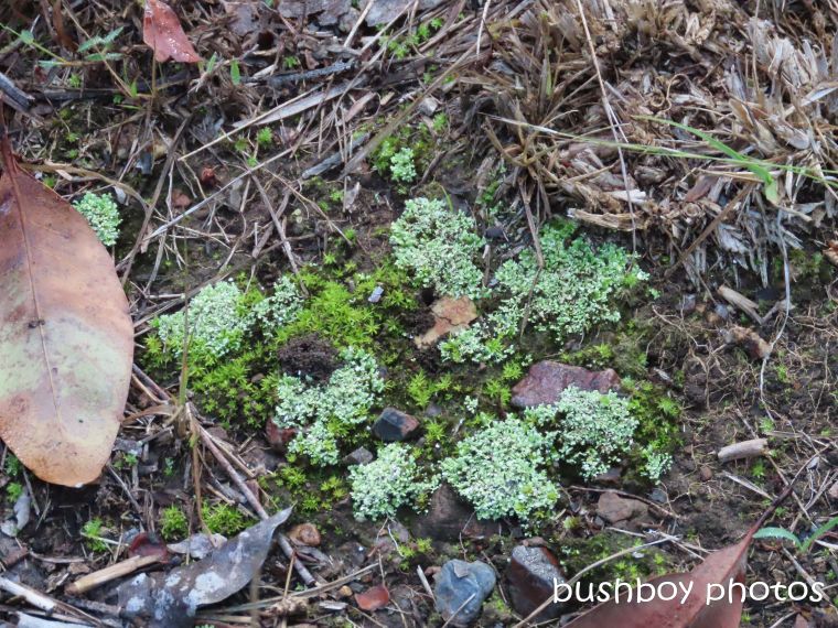 moss_lichen_named_home_jackadgery_may 2019