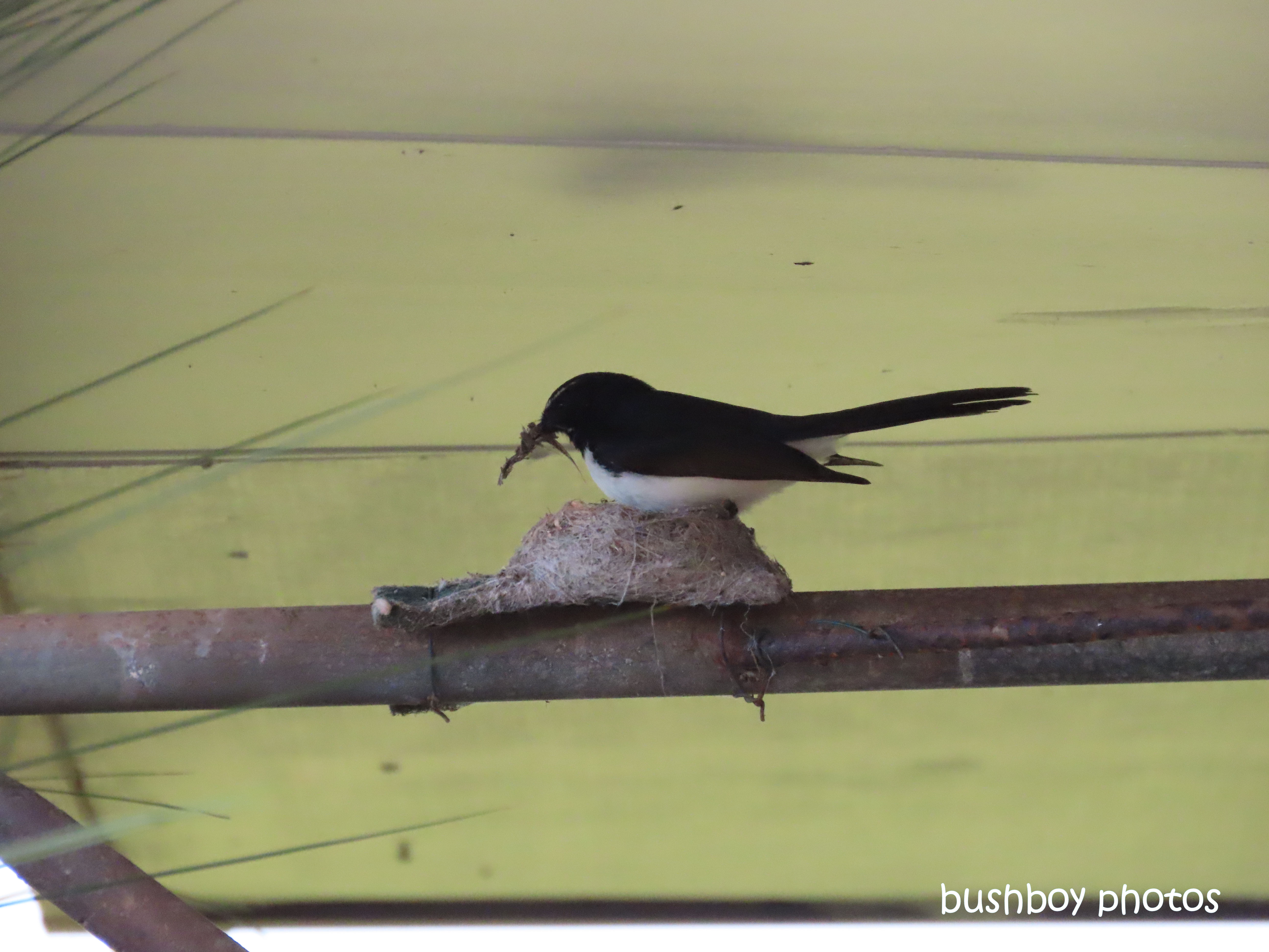 willie_wagtail_nest_build_caniaba_july 2019