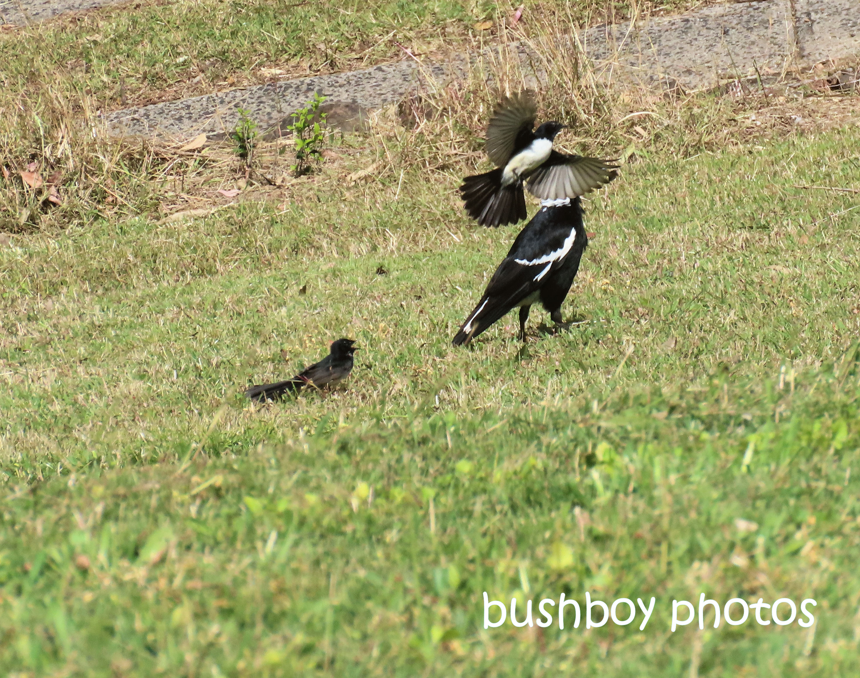 magpie_willie_wagtail_attack2_named_caniaba_august 2019