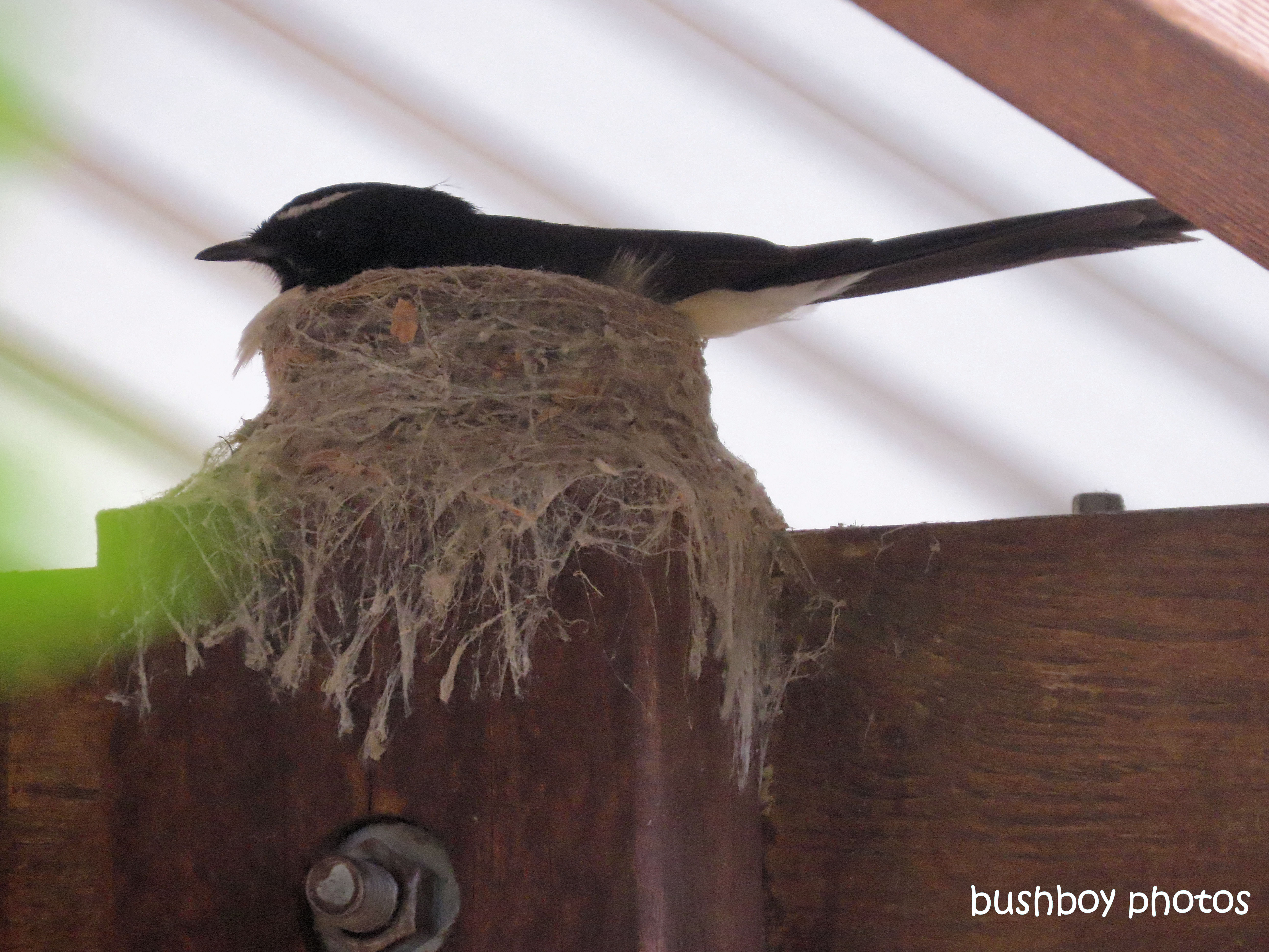willie-wagtail_nest_carport_named_caniaba_august 2019