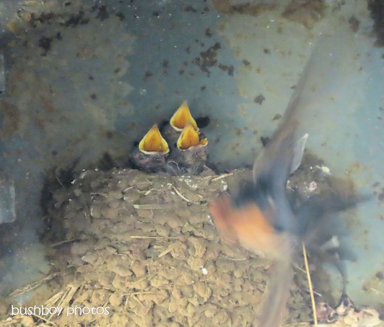 welcome_swallows_chicks_feeding_named_caniaba_sept_2019