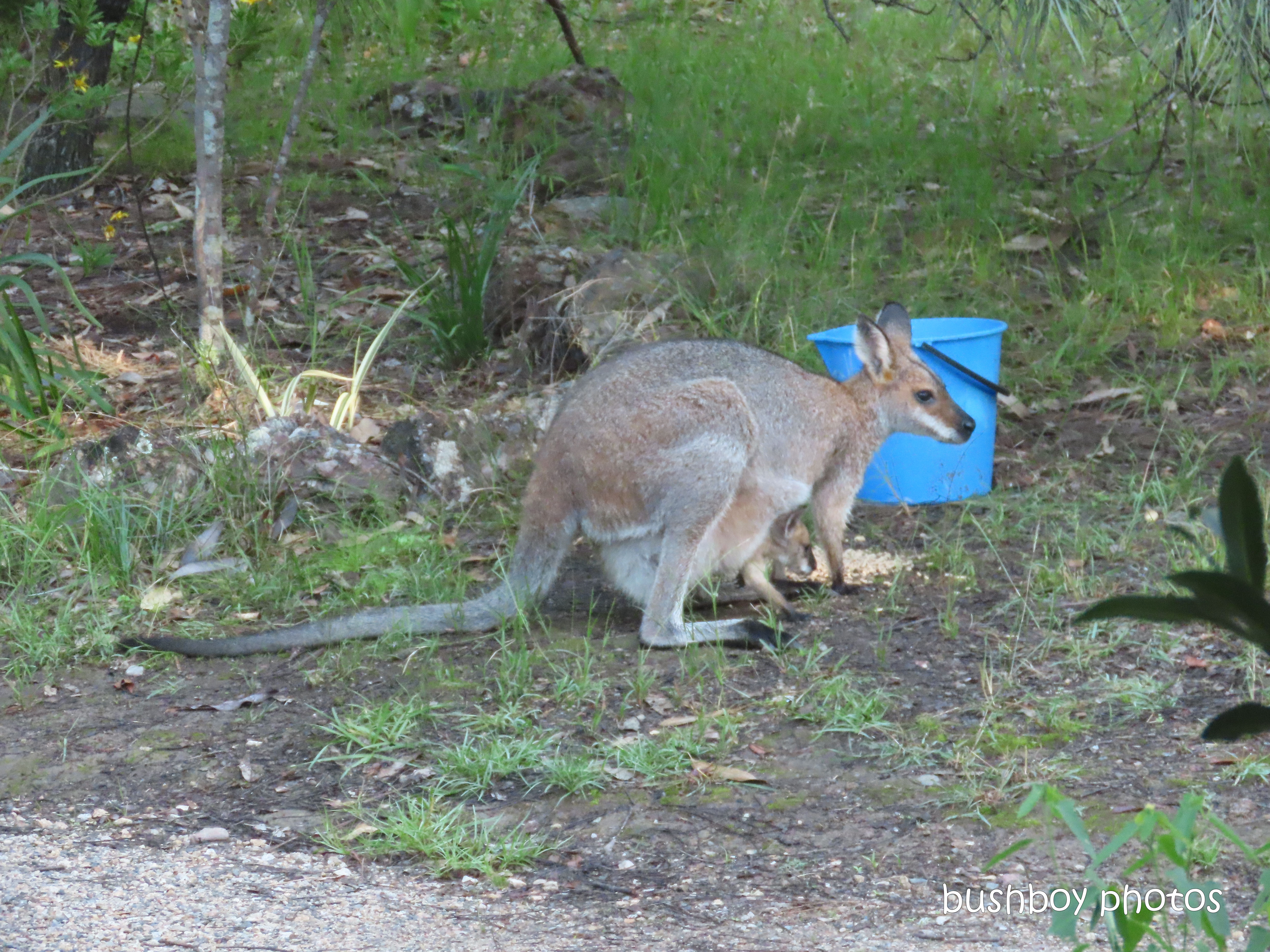 20200326_1_blog challenge_diary_red necked wallaby_joey_home_jackadgery