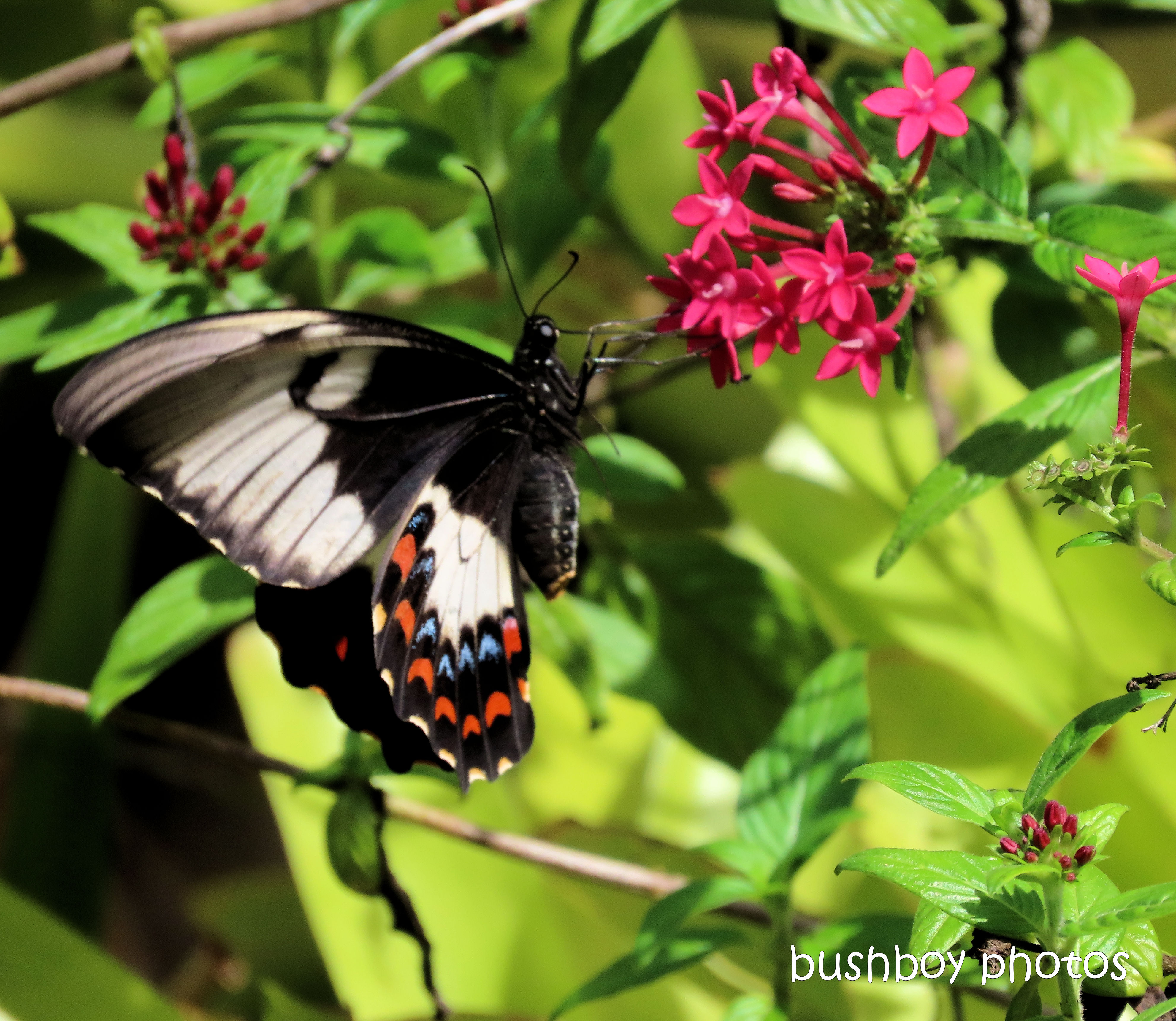 butterfly_orchard swallowtail_pentas_flower_garden_named_home_jackadgery_feb 2020